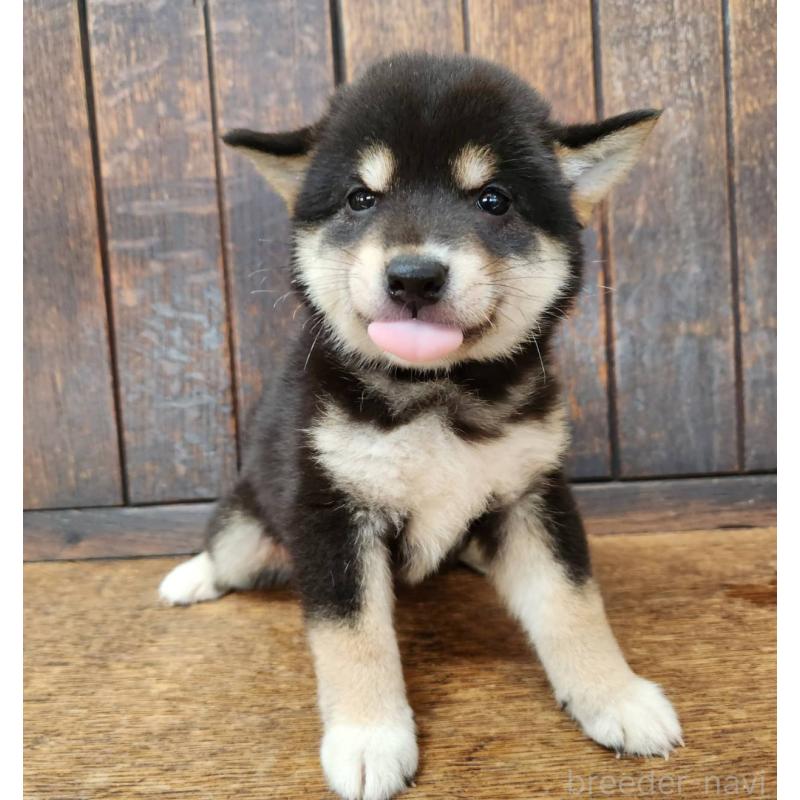 販売中の大阪府の柴犬-398606の6枚目