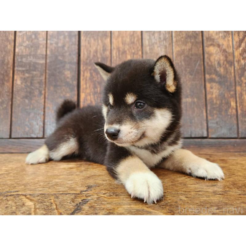 販売中の大阪府の柴犬-398606の5枚目
