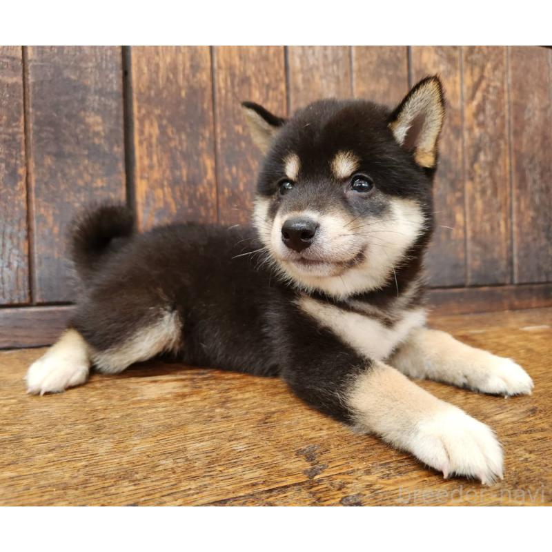 販売中の大阪府の柴犬-398606の4枚目