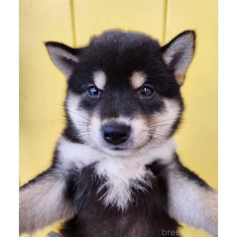 販売中の大阪府の柴犬-398606の3枚目