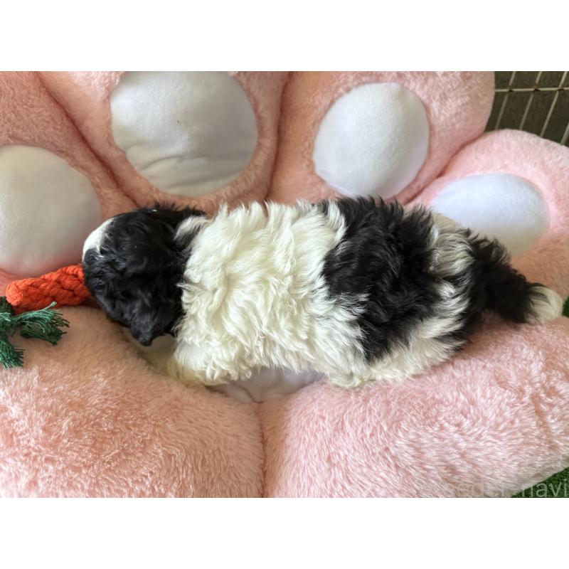 販売中の岐阜県のマルプー:マルチーズ×トイプードル-398607の2枚目
