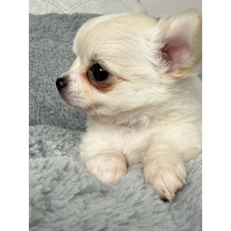 成約済の福岡県のチワワ(ロングコート)-394383の3枚目