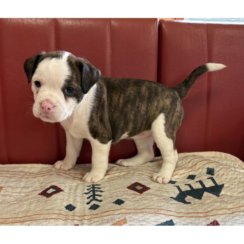 販売中の京都府のミックス犬-398657の3枚目