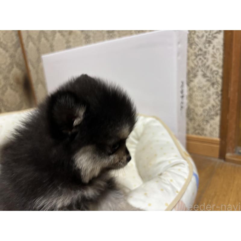 成約済の千葉県のポメラニアン-390885の2枚目