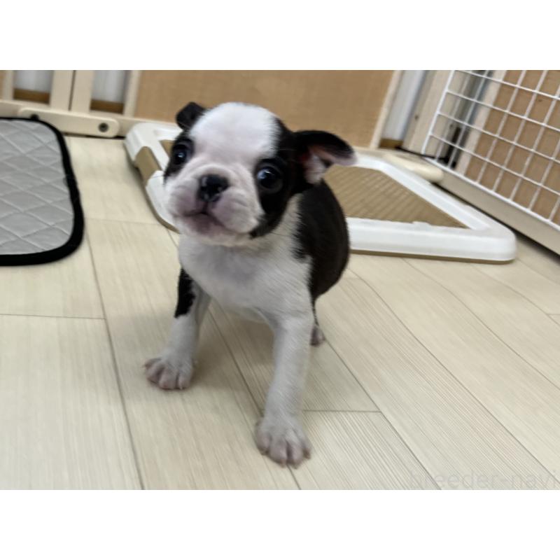 販売中の香川県のボストンテリア-395430の20枚目