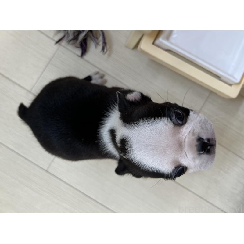 販売中の香川県のボストンテリア-395430の13枚目