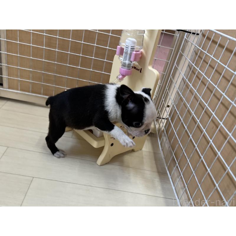 販売中の香川県のボストンテリア-395430の4枚目