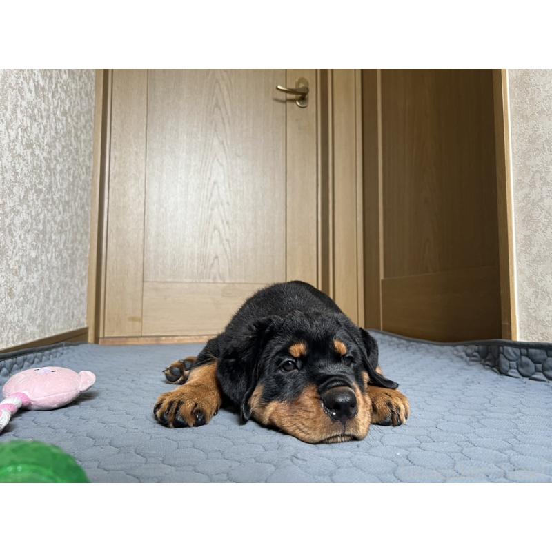 販売中の大阪府のロットワイラー-398659の2枚目