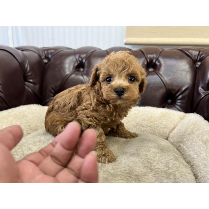 販売中の香川県のトイプードル-398671の11枚目