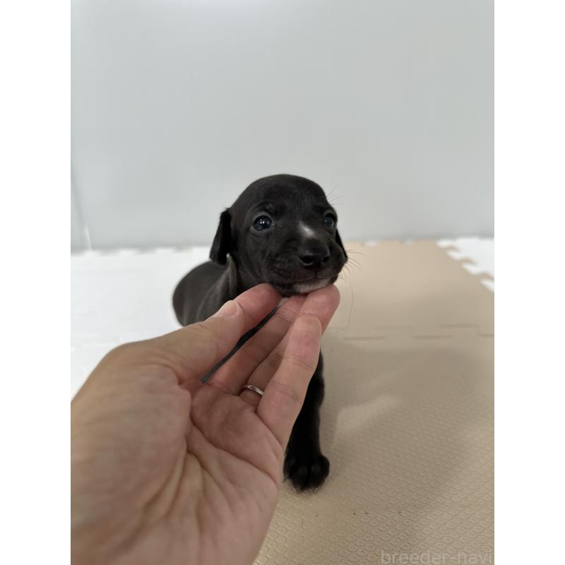 販売中の佐賀県のイタリアングレーハウンド(イタグレ)-394150の16枚目