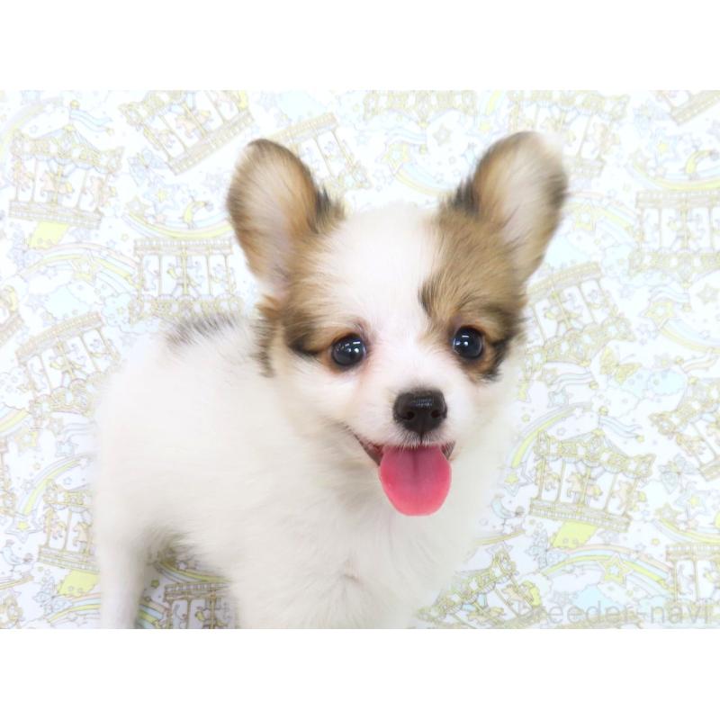 成約済の千葉県のパピヨン-390899の4枚目