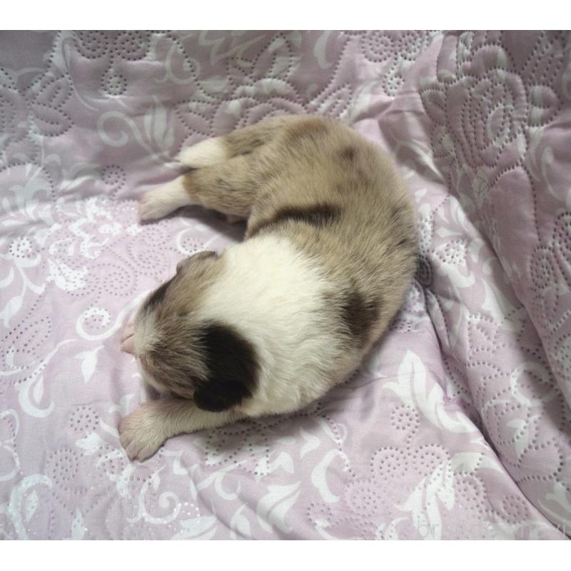 販売中の奈良県のボーダーコリー-398690の2枚目