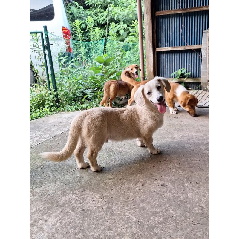 販売中の神奈川県のミックス犬-356744の5枚目