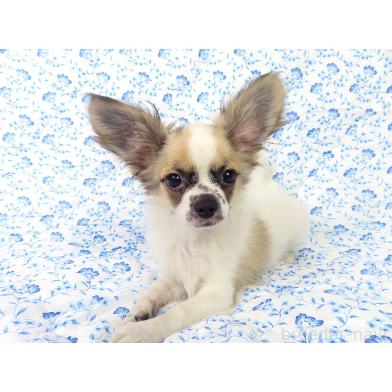 商談中の千葉県のミックス犬-379892の4枚目