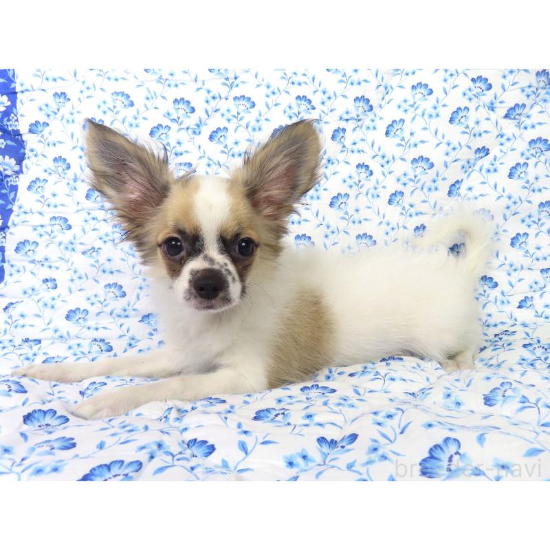 商談中の千葉県のミックス犬-379892の3枚目