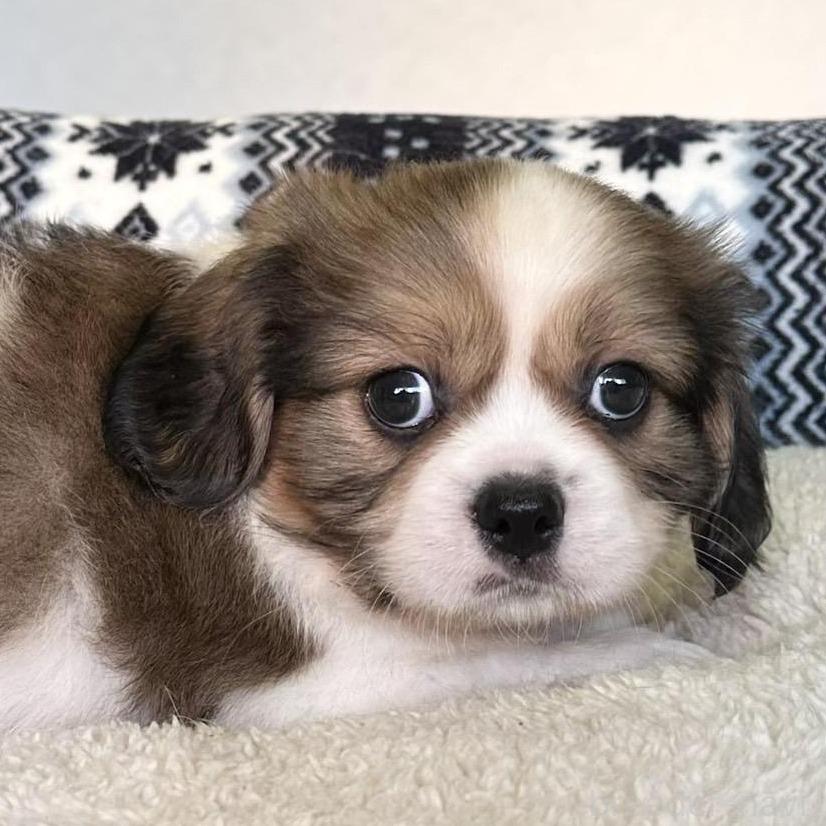 販売中の福岡県のミックス犬-398698の1枚目