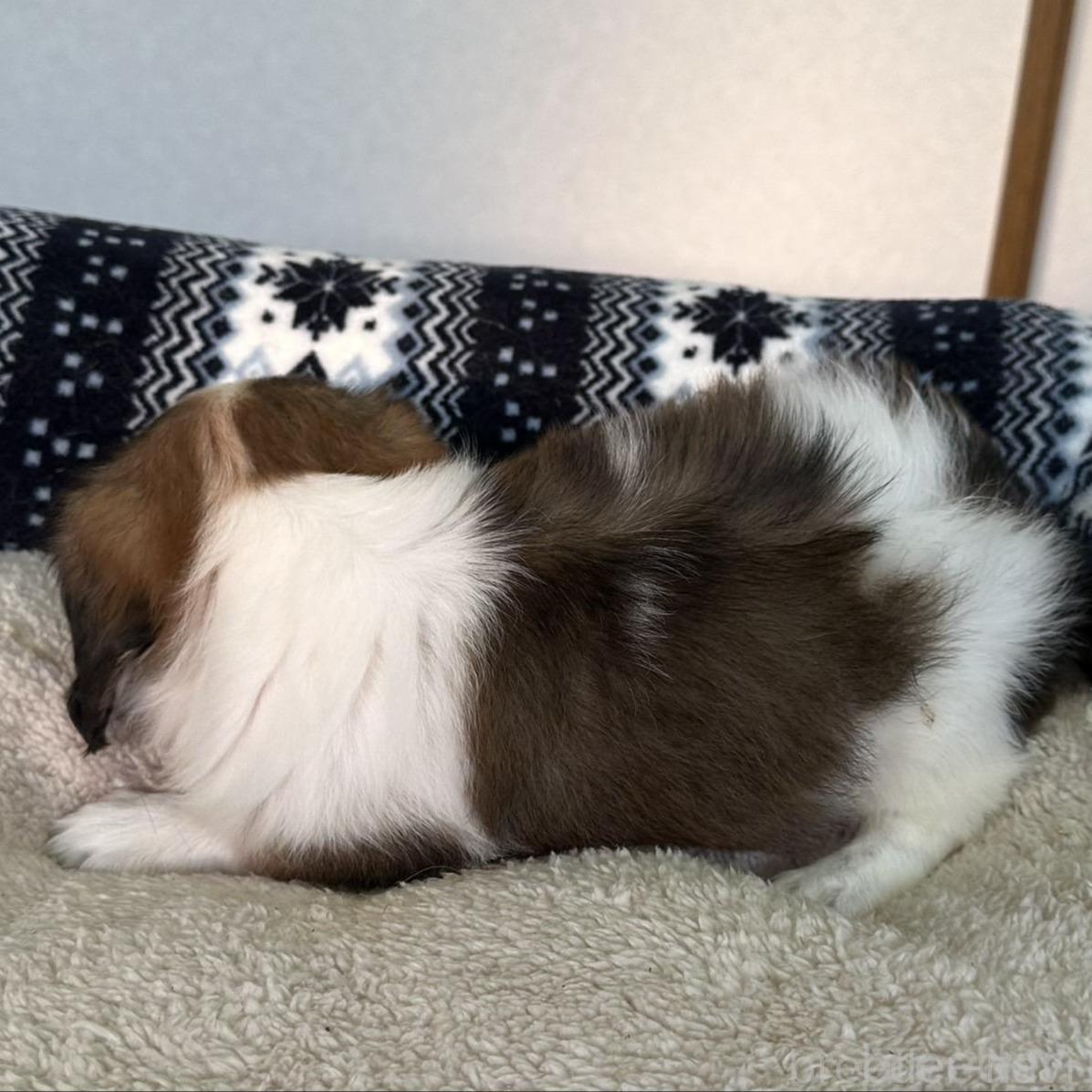 販売中の福岡県のミックス犬-398698の6枚目