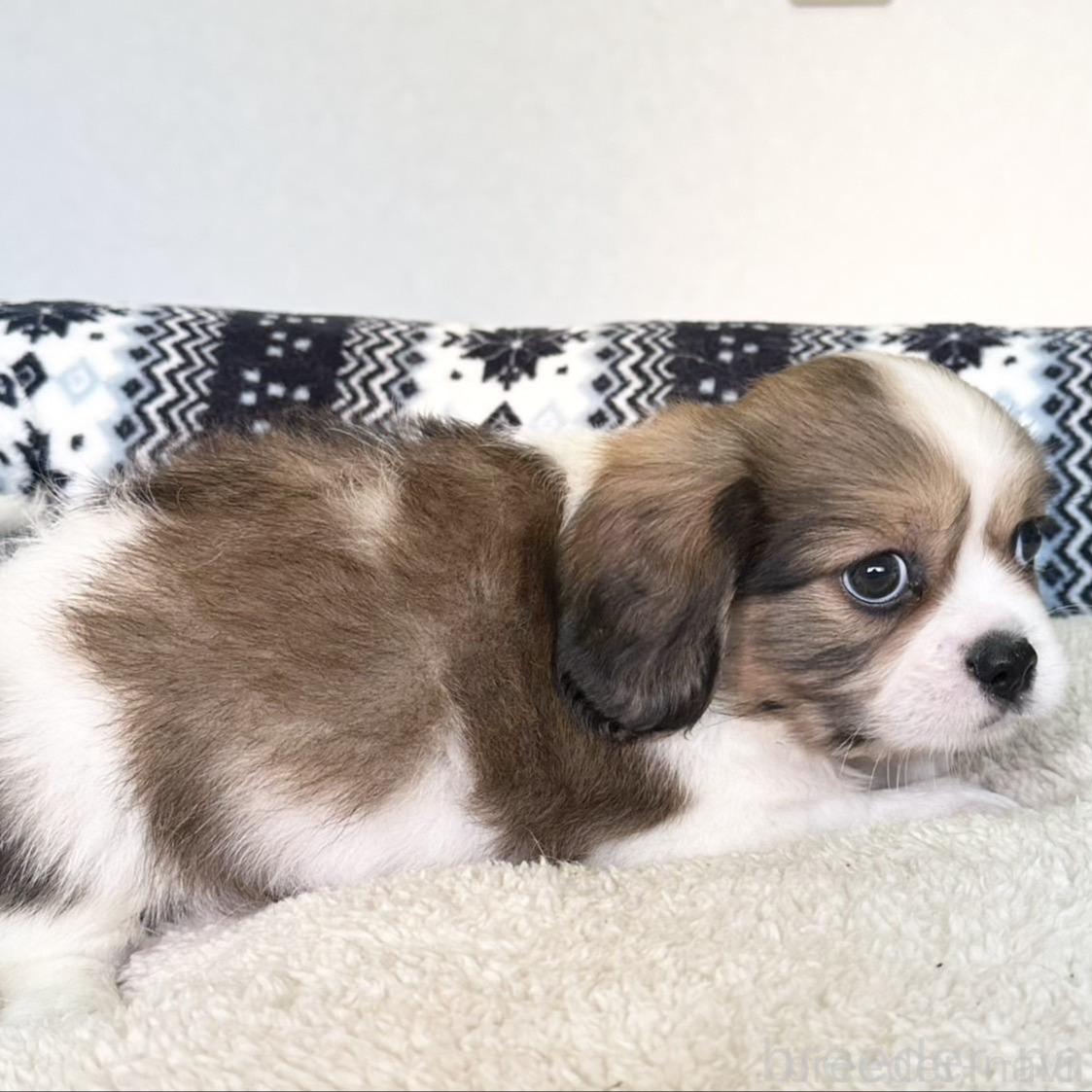 販売中の福岡県のミックス犬-398698の5枚目