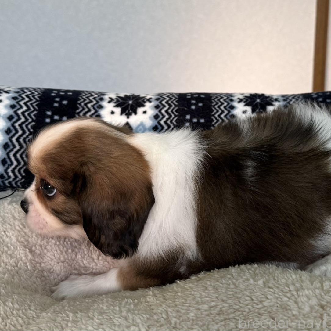 販売中の福岡県のミックス犬-398698の4枚目