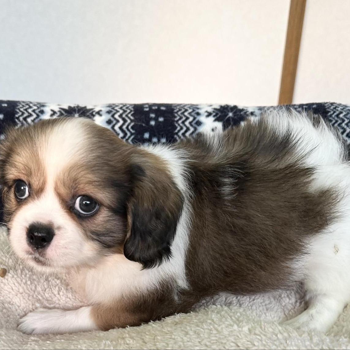 販売中の福岡県のミックス犬-398698の3枚目