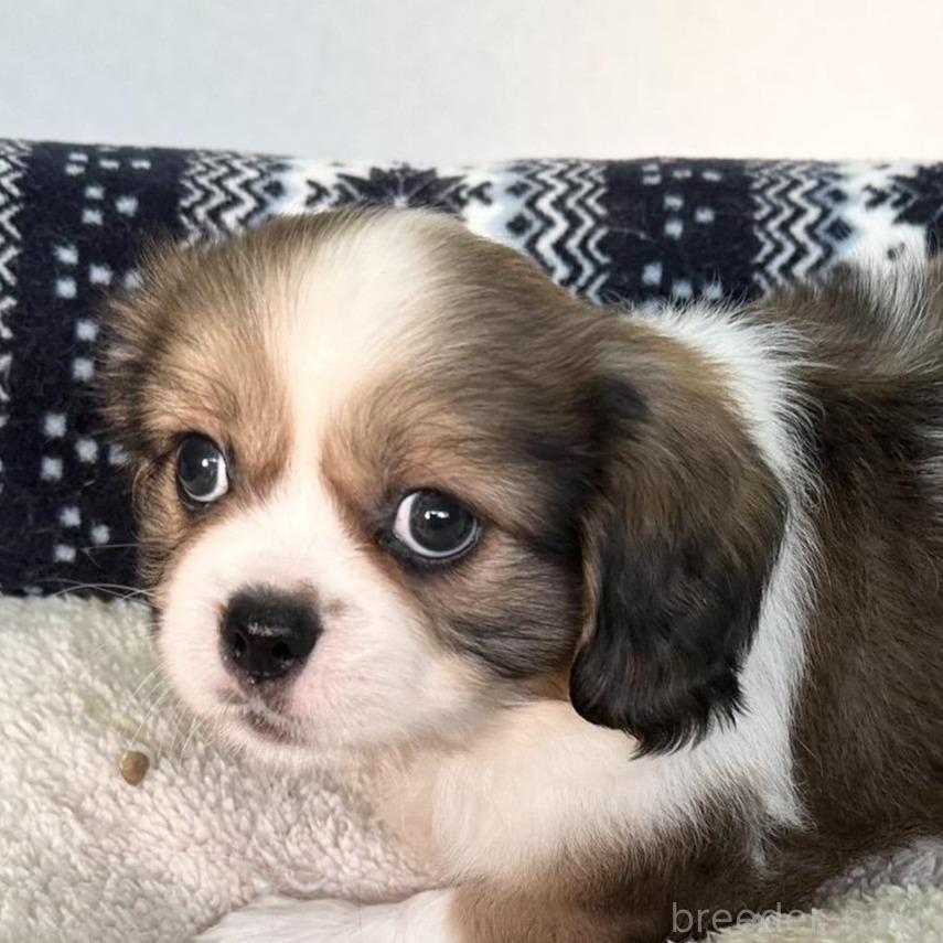 販売中の福岡県のミックス犬-398698の2枚目