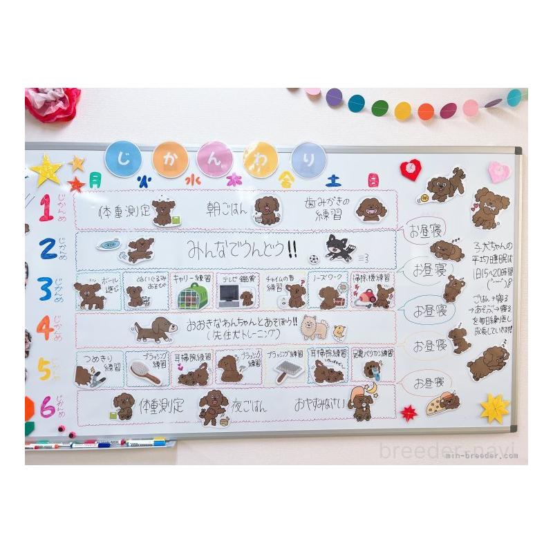 販売中の栃木県のトイプードル-398478の2枚目