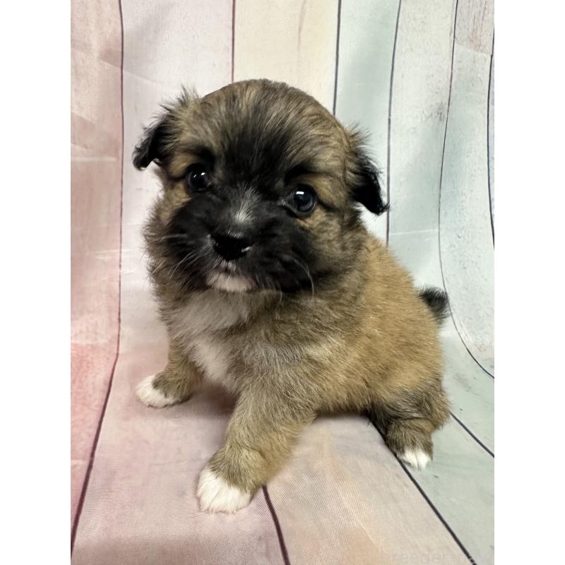 販売中の福岡県のミックス犬-394374