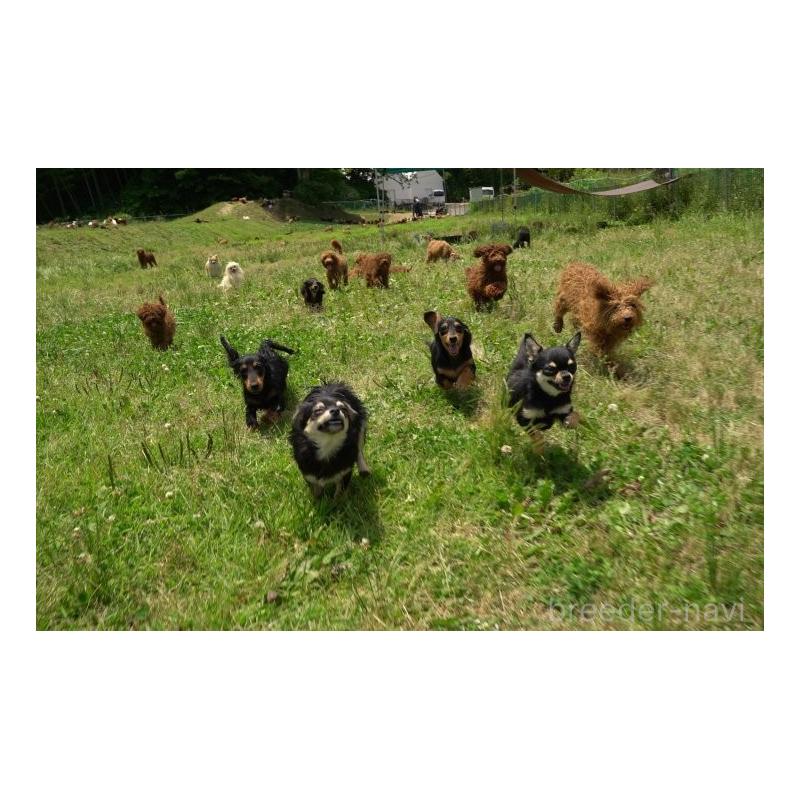 販売中の千葉県のミックス犬-392814の2枚目