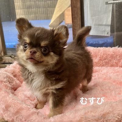 販売中の群馬県のチワワ(ロングコート)-394407