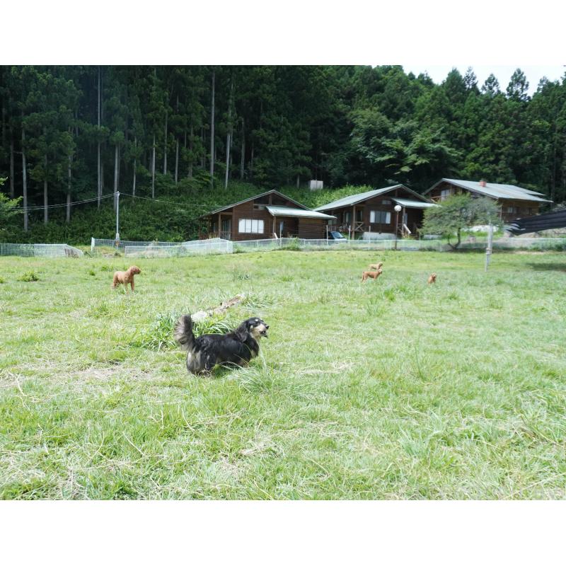 販売中の群馬県のマルプー:マルチーズ×トイプードル-398654の2枚目