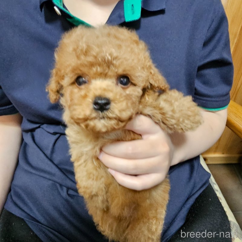 販売中の埼玉県のティーカッププードル-398550の17枚目