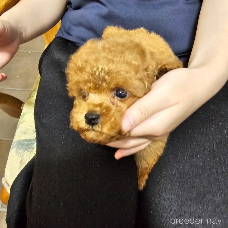 販売中の埼玉県のティーカッププードル-398550の4枚目