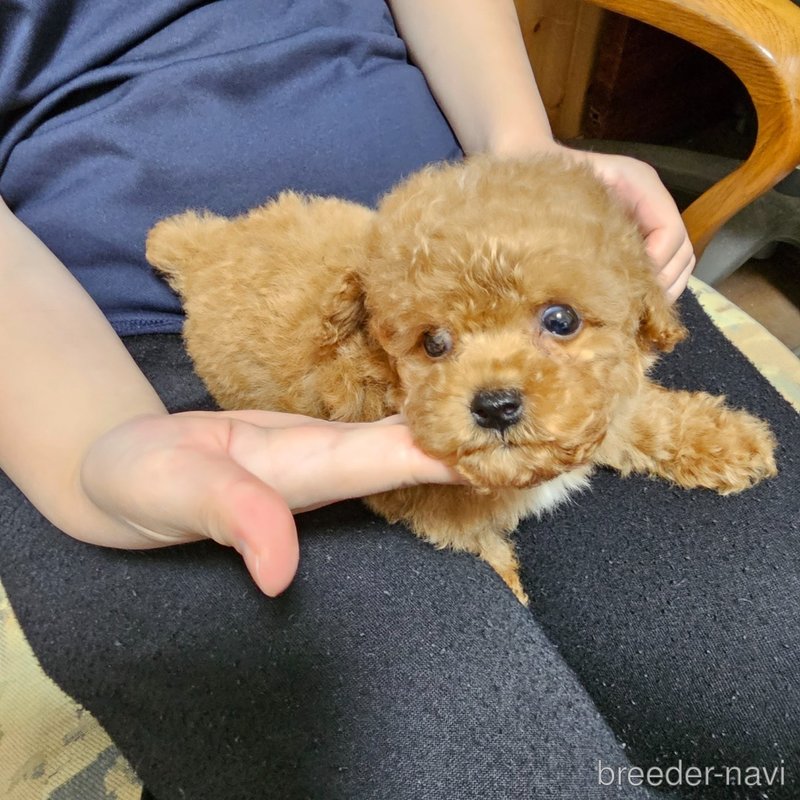 販売中の埼玉県のティーカッププードル-398550の5枚目