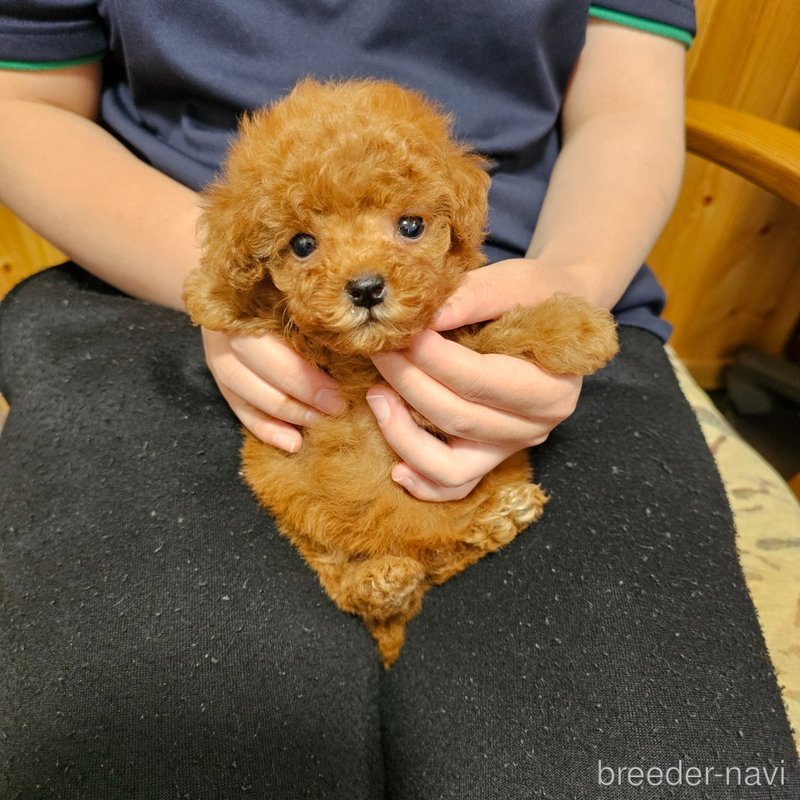 販売中の埼玉県のティーカッププードル-398555の9枚目