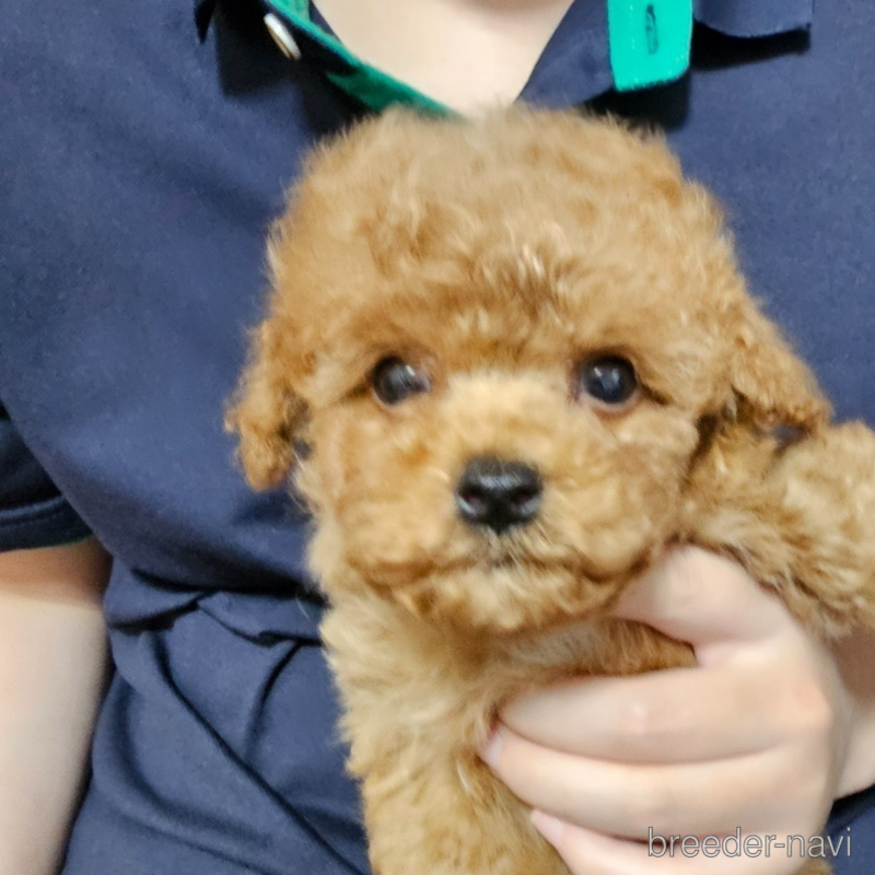 販売中の埼玉県のティーカッププードル-398555の2枚目
