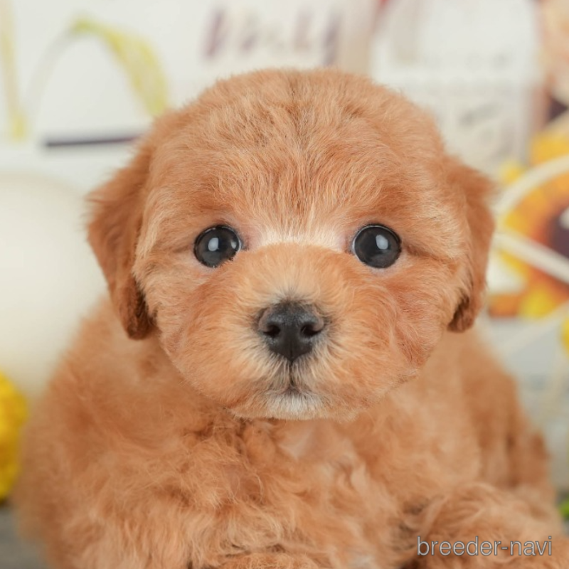 販売中の東京都のミックス犬-398561