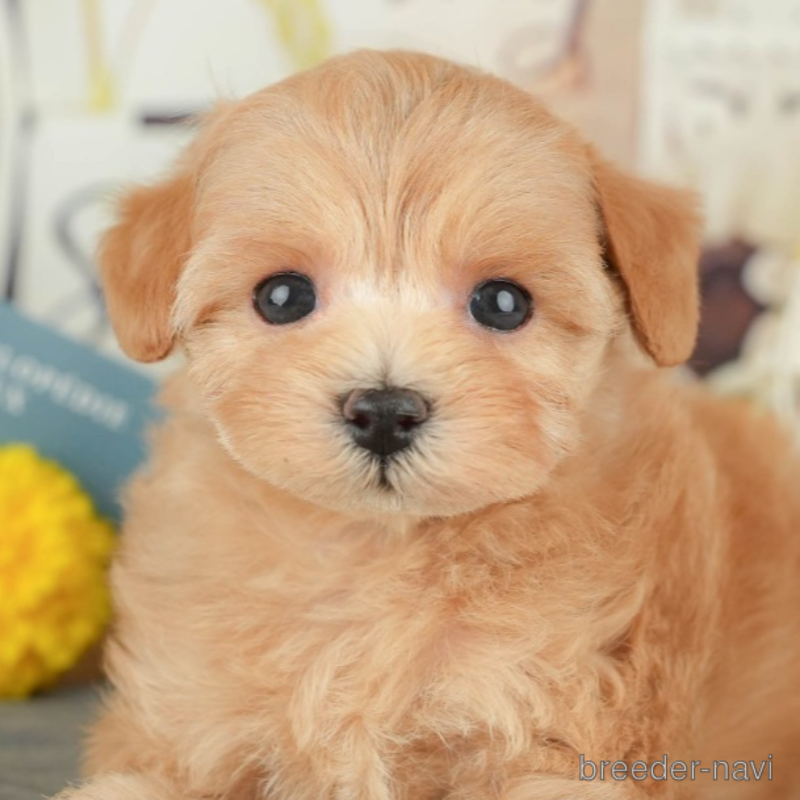 販売中の東京都のミックス犬-398564