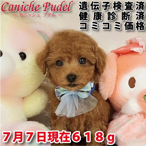 販売中の岐阜県のタイニープードル-394220