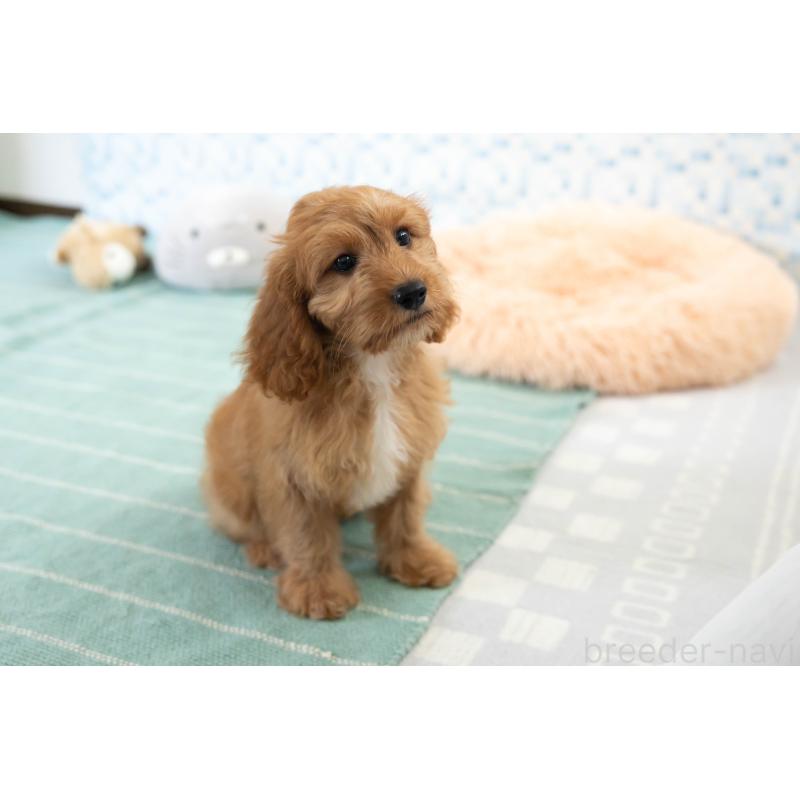 販売中の福岡県のキャバプー:キャバリア×トイプードル-383927の27枚目