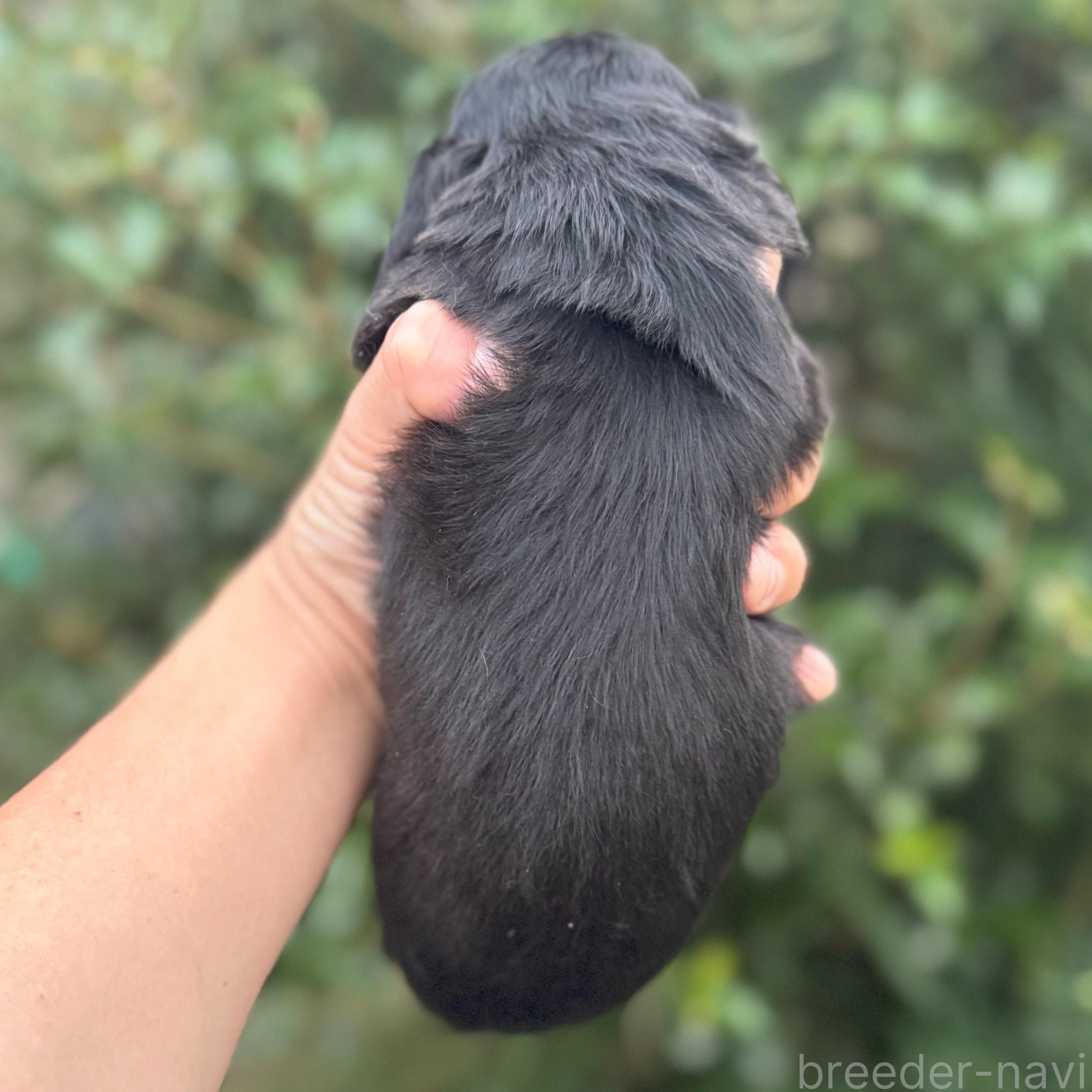 販売中の福岡県のミニチュアダックスフンド(ロングヘアード)-398491の3枚目