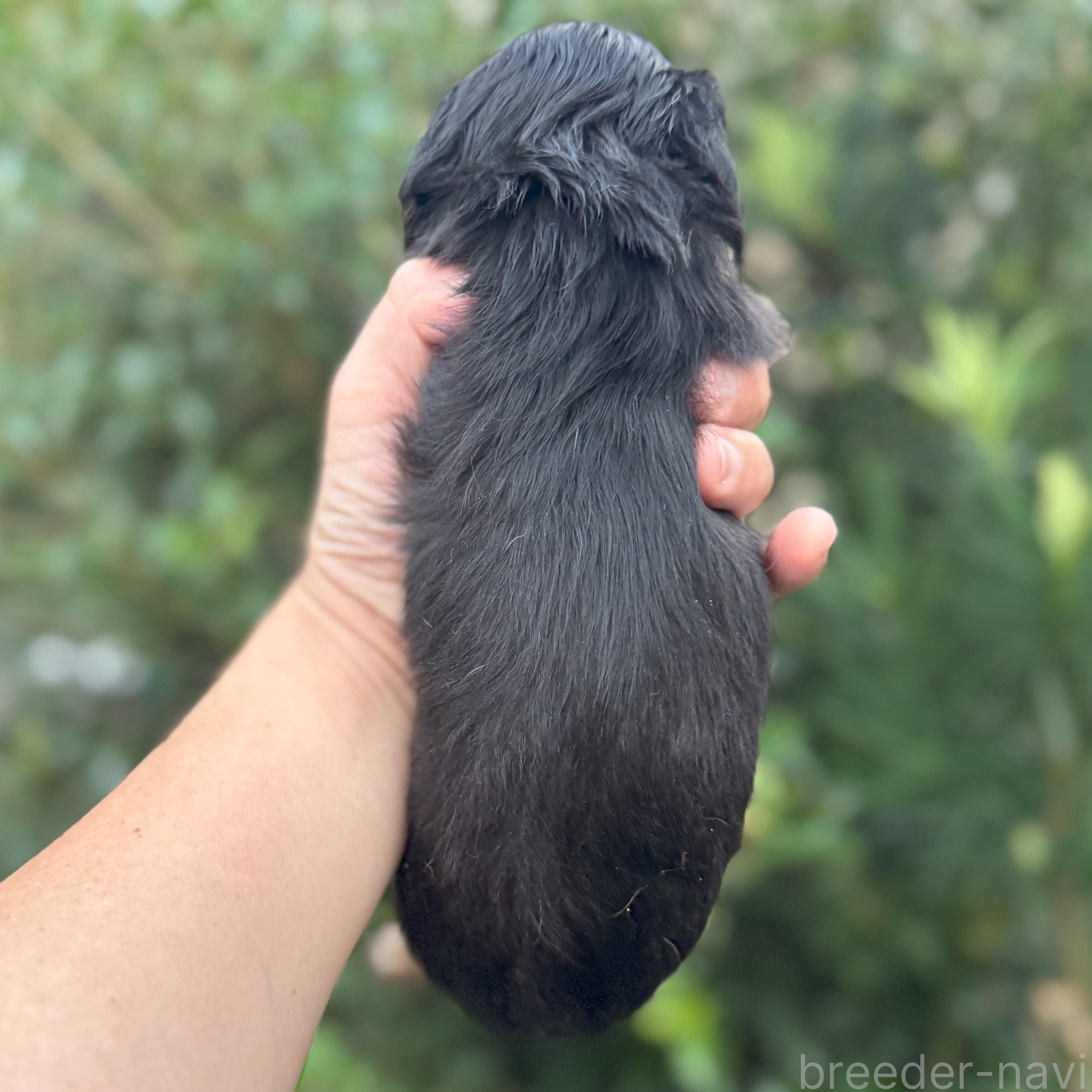 商談中の福岡県のカニンヘンダックスフンド(ロングヘアード)-398493の3枚目