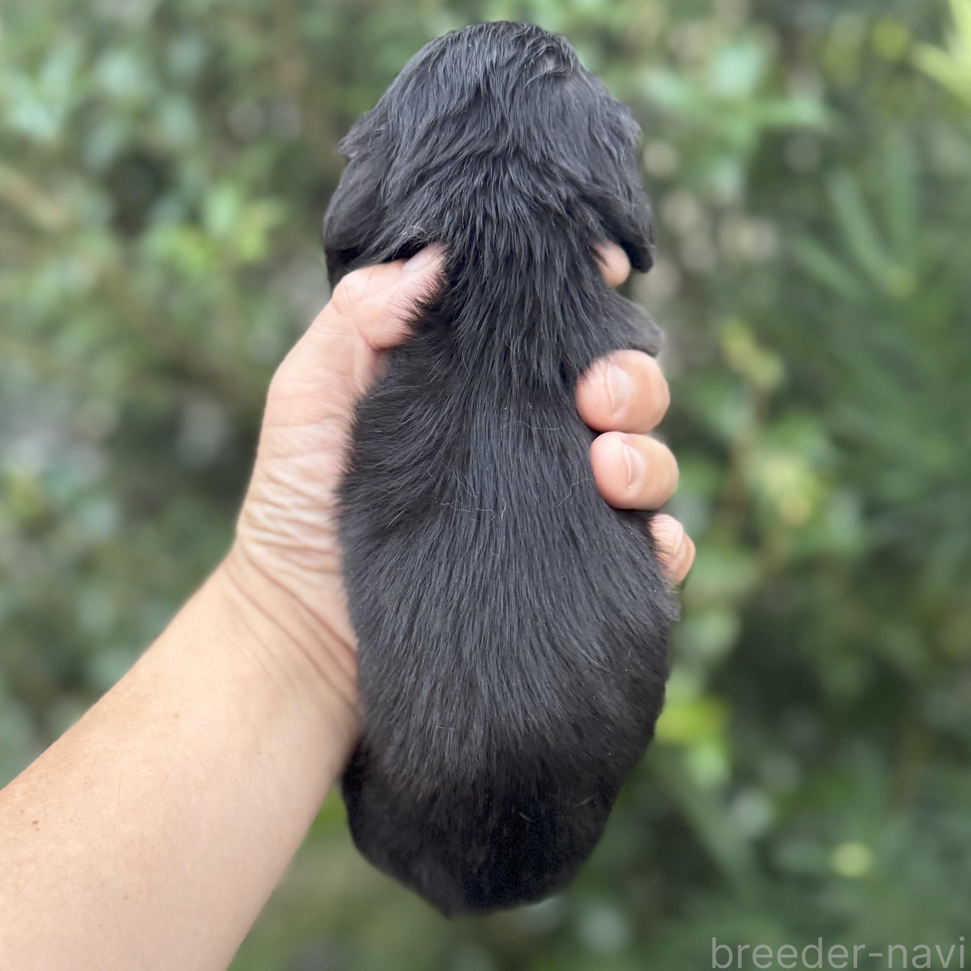 販売中の福岡県のカニンヘンダックスフンド(ロングヘアード)-398495の3枚目
