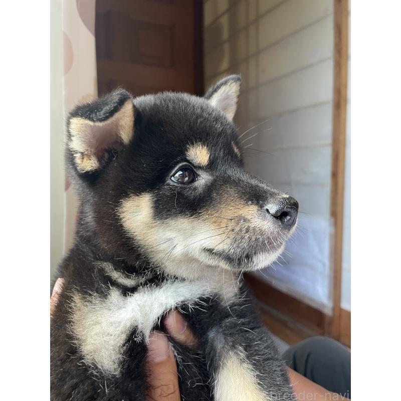 販売中の茨城県の柴犬-398497の2枚目