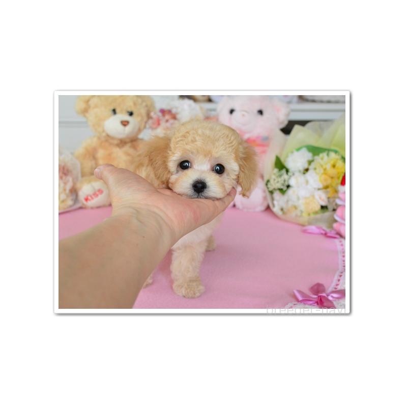 成約済の岩手県のティーカッププードル-396970の4枚目