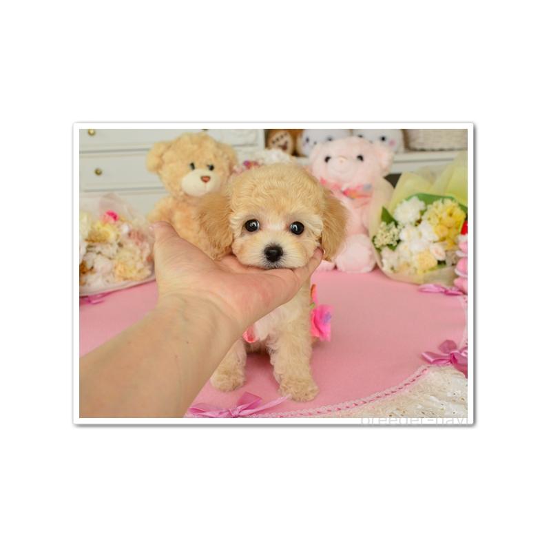 成約済の岩手県のティーカッププードル-396970の3枚目