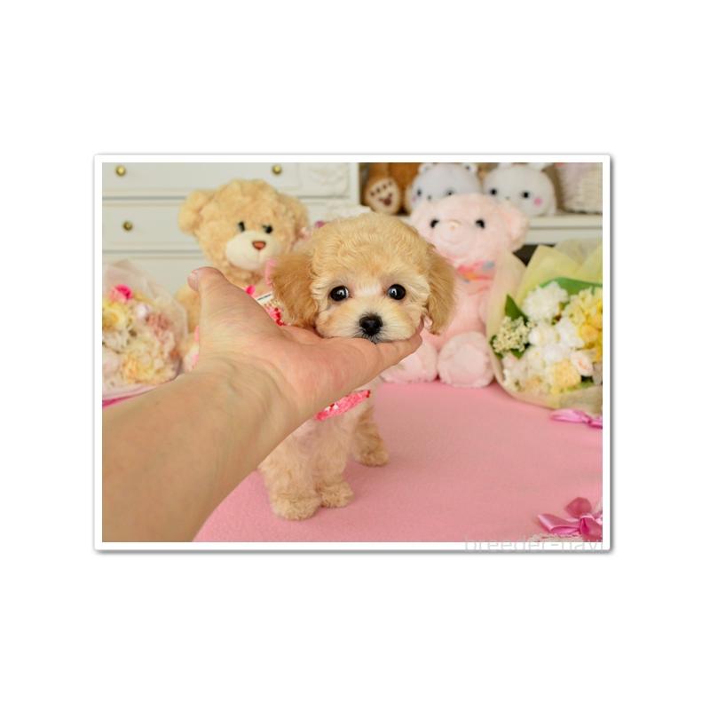 成約済の岩手県のティーカッププードル-396970の2枚目