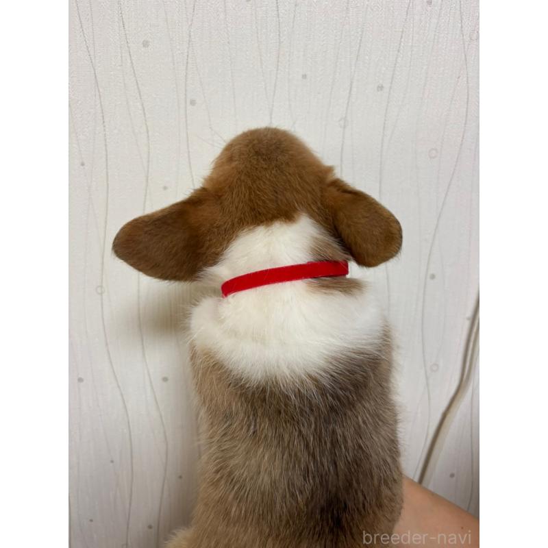 販売中の茨城県のウェルシュコーギーペンブローク-398502の2枚目