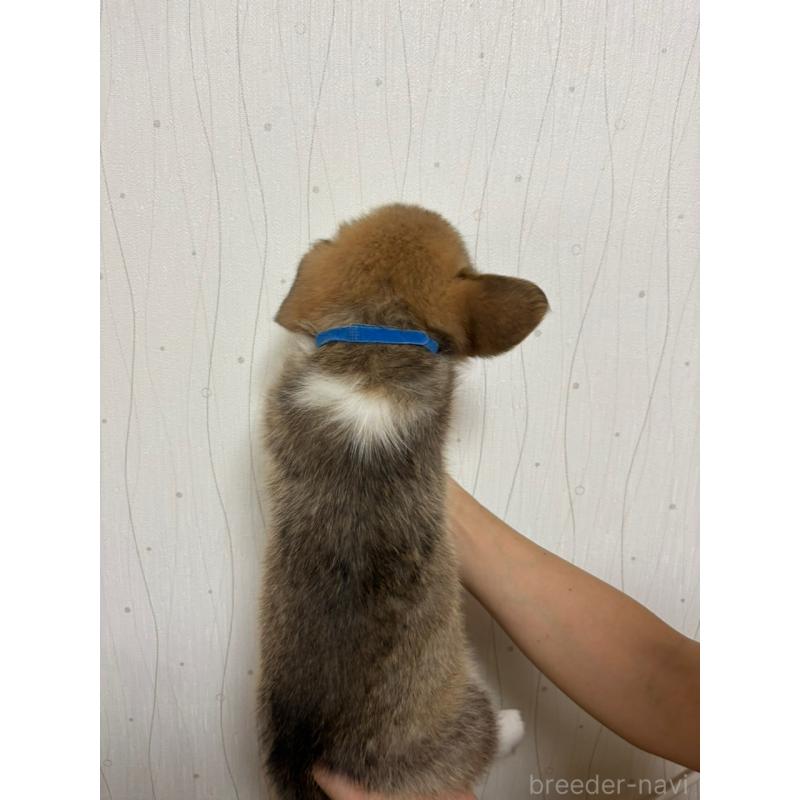 販売中の茨城県のウェルシュコーギーペンブローク-398505の2枚目