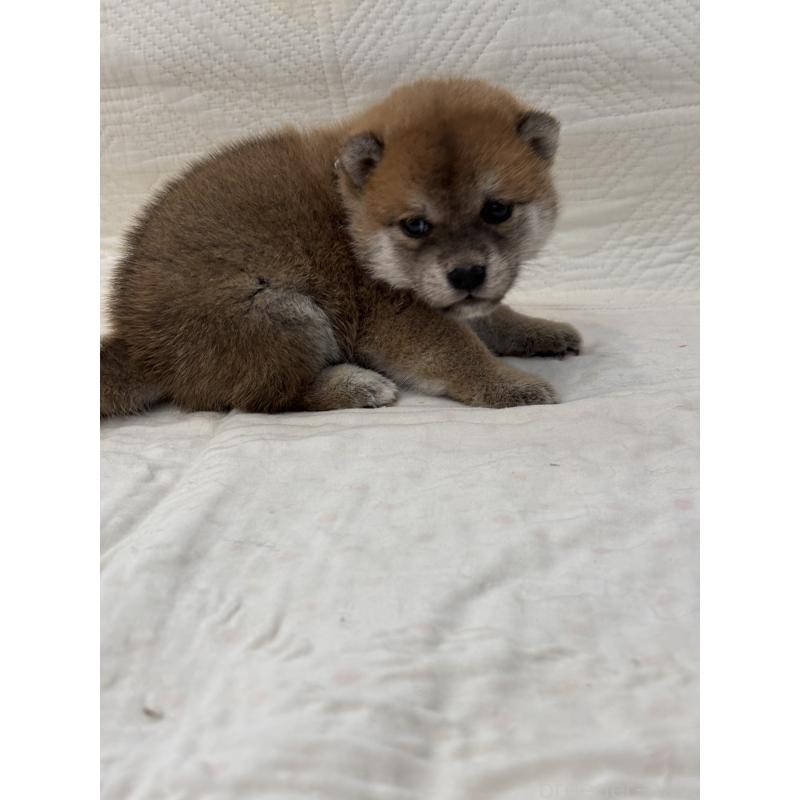 販売中の福岡県の柴犬-398729の2枚目