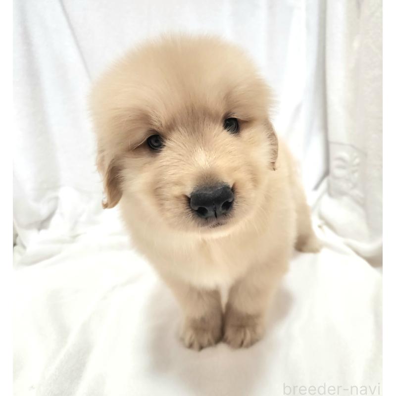 成約済の静岡県のゴールデンレトリーバー-397455の12枚目
